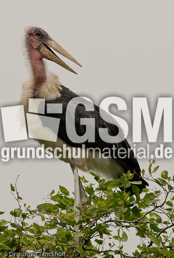 Marabu (20 von 33).jpg